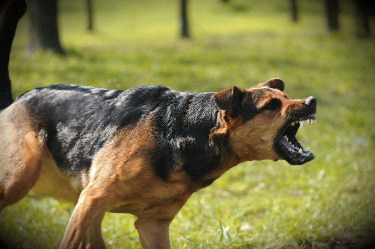 Собачий отель фильм