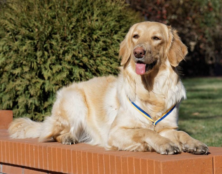 Ховаварт золотистый