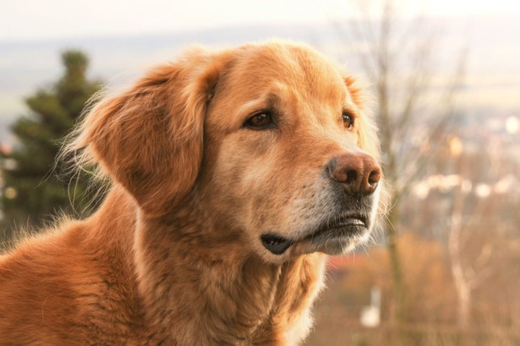 Ховаварт белый