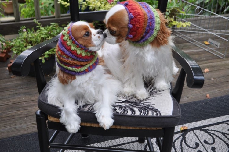 Шапка для кавалер Кинг Чарльз спаниель