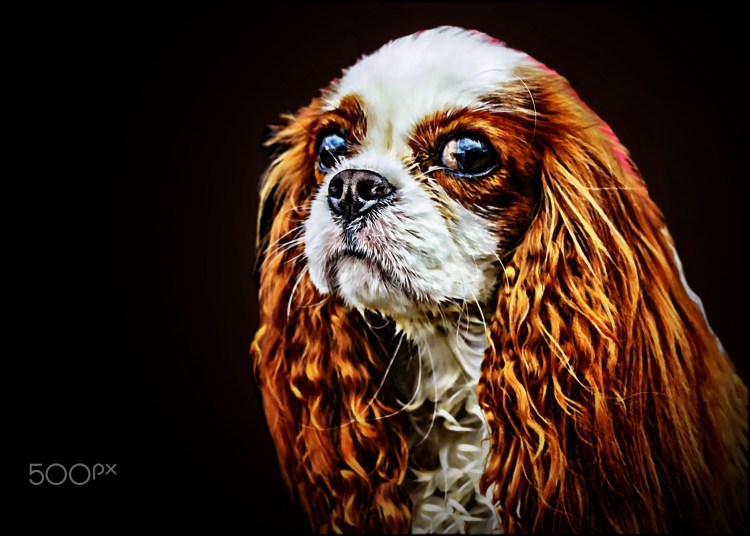 Кинг Чарльз спаниель