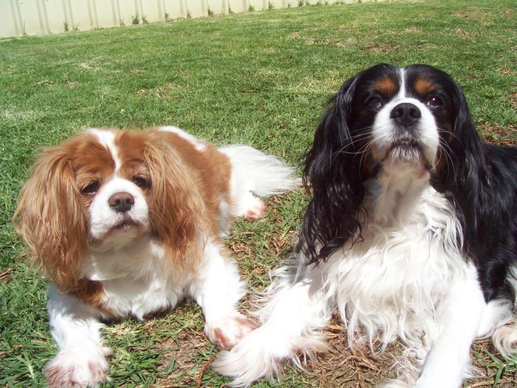 Кавалер-Кинг-Чарльз-спаниель фото и цена