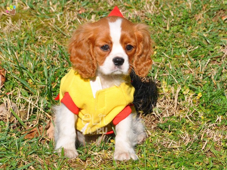 Одежда для собак кавалер Кинг Чарльз спаниель