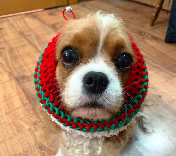 Уши спаниеля фото