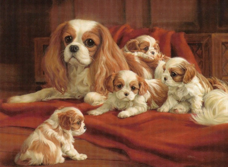 Рождество и кавалер Кинг Чарльз спаниель