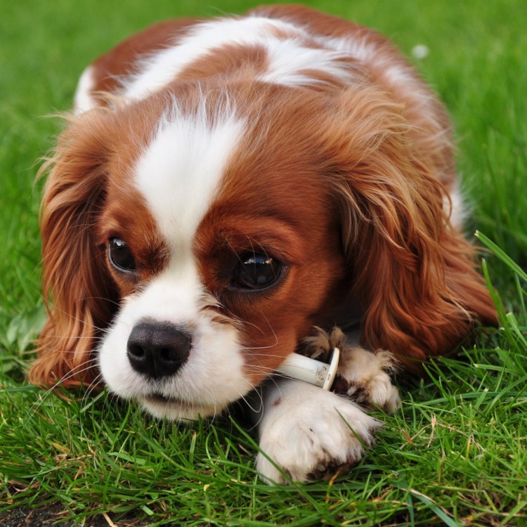 Кавалер Кинг Чарльз спаниель Эстетика