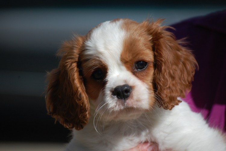 Собака кавалер Кинг Чарльз спаниель