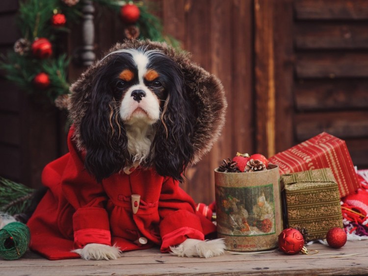 Кавалер Кинг Чарльз спаниель