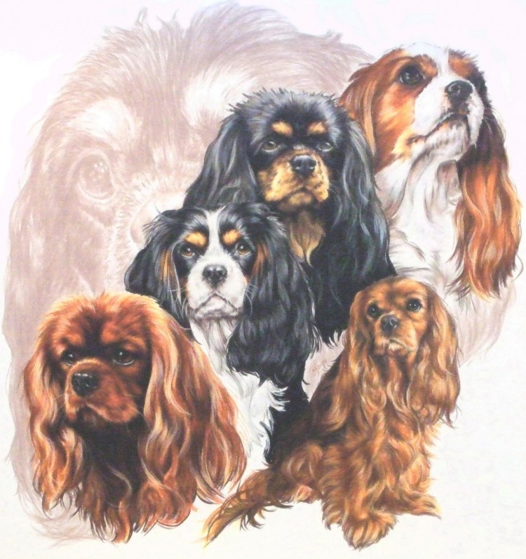 Шапка для кавалер Кинг Чарльз спаниель