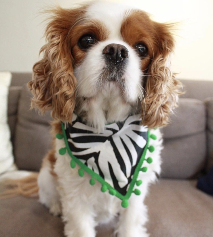 Кинг Чарльз спаниель