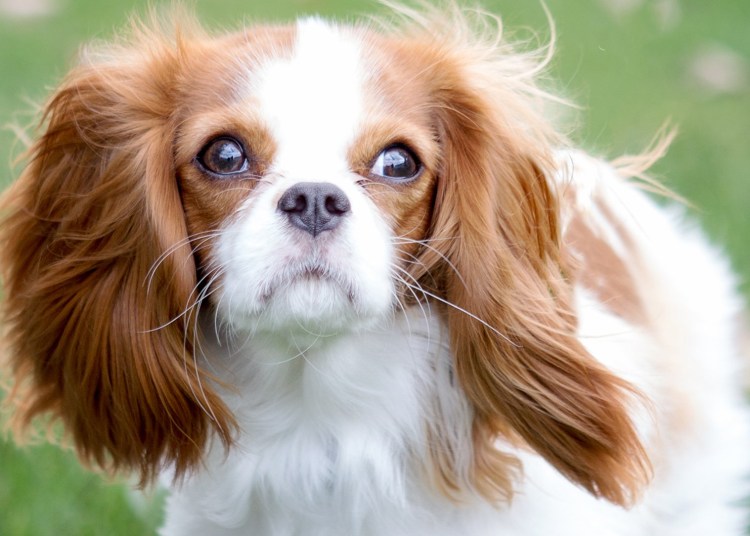 Спаситель кавалер Кинг Чарльз