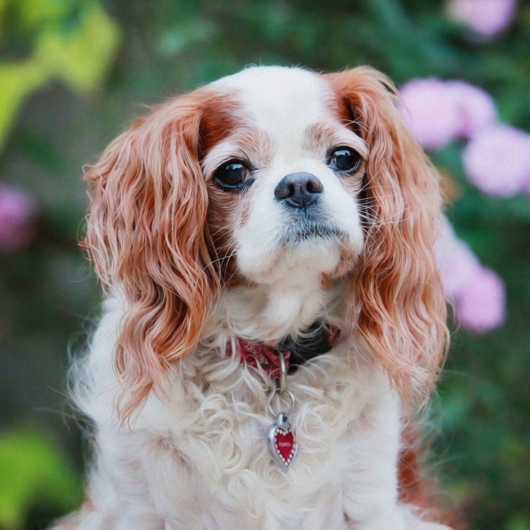 Кавалер Кинг Чарльз спаниель милые