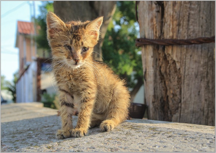 Беззащитный котенок на улице