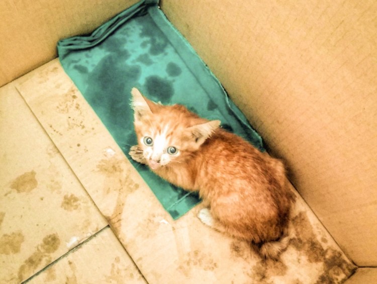 Выброшенные домашние животные