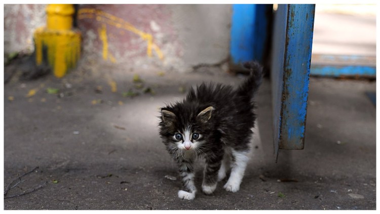 Бедные котята