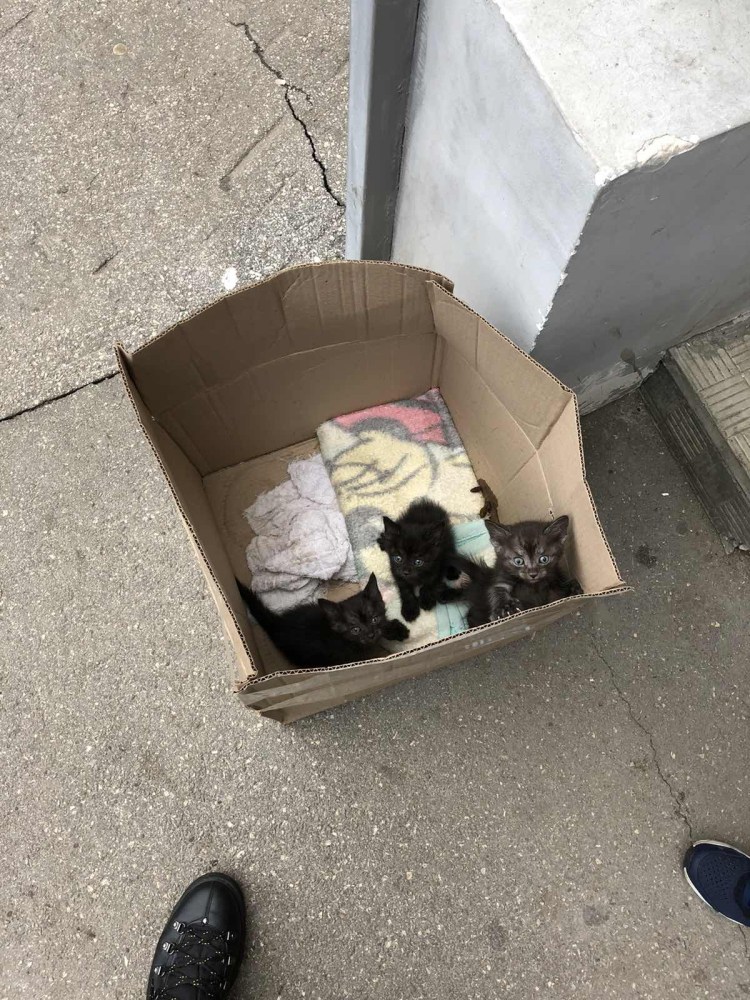 Брошенные животные