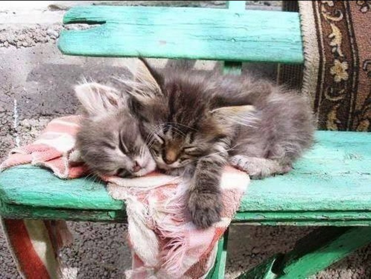 Брошенные кошки