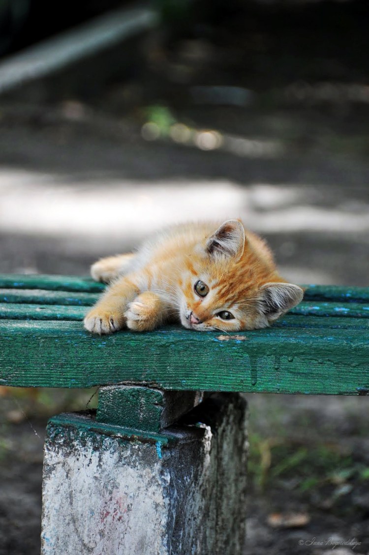 Грустный Бездомный кот