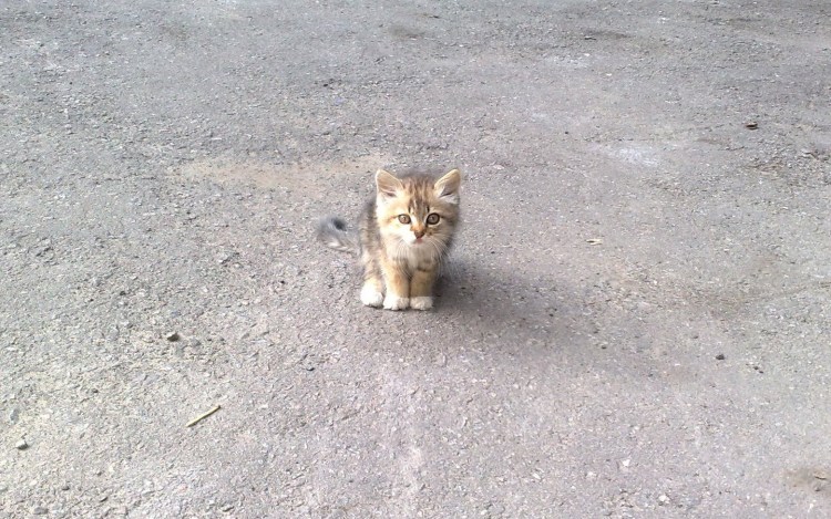 Бездомный кот