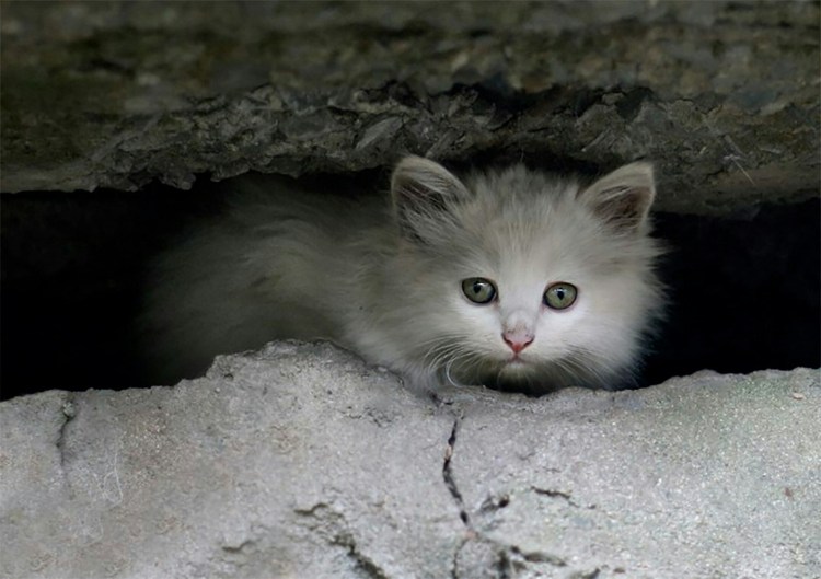 Котенок на улице