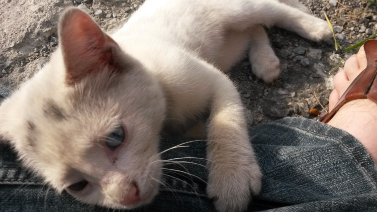 Выброшенные котята на улице