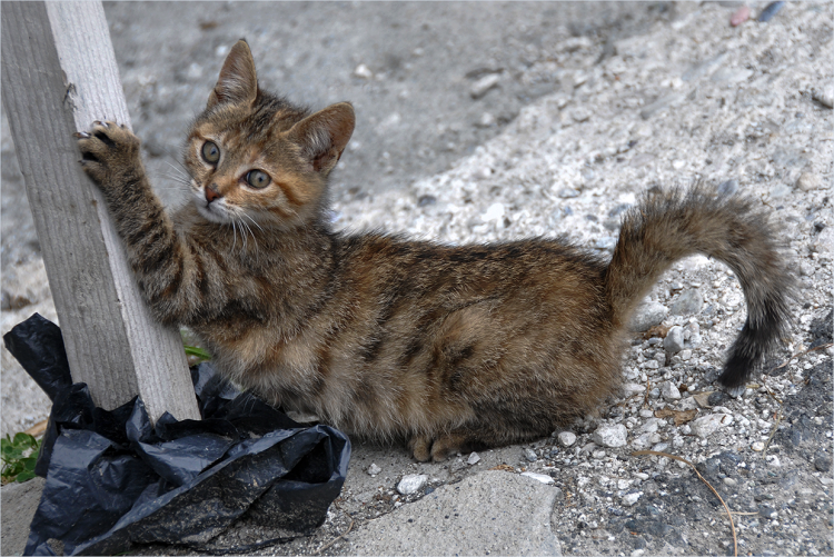 Кот в мусорном ведре