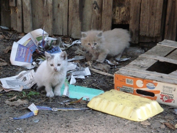 Бездомные котята