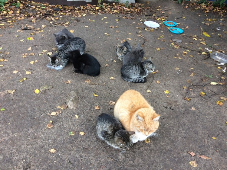 Уличный котенок