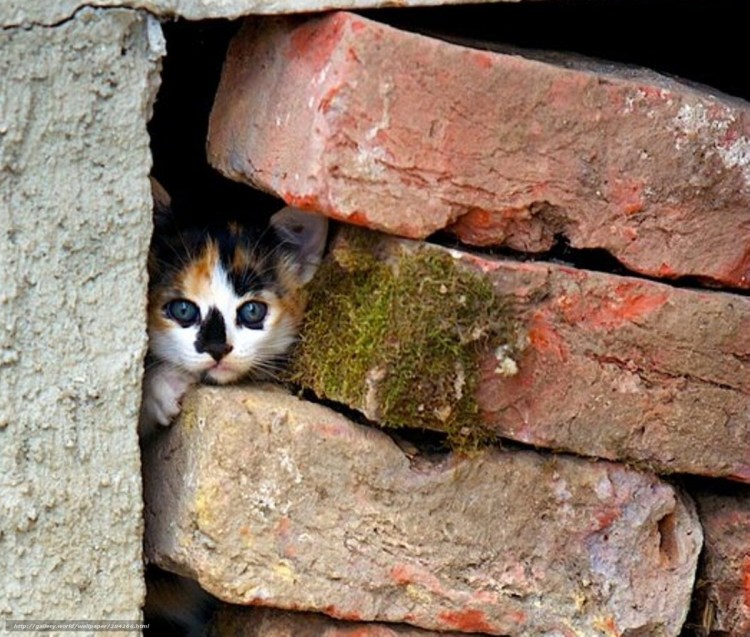 Бездомные кошки Егорьевска