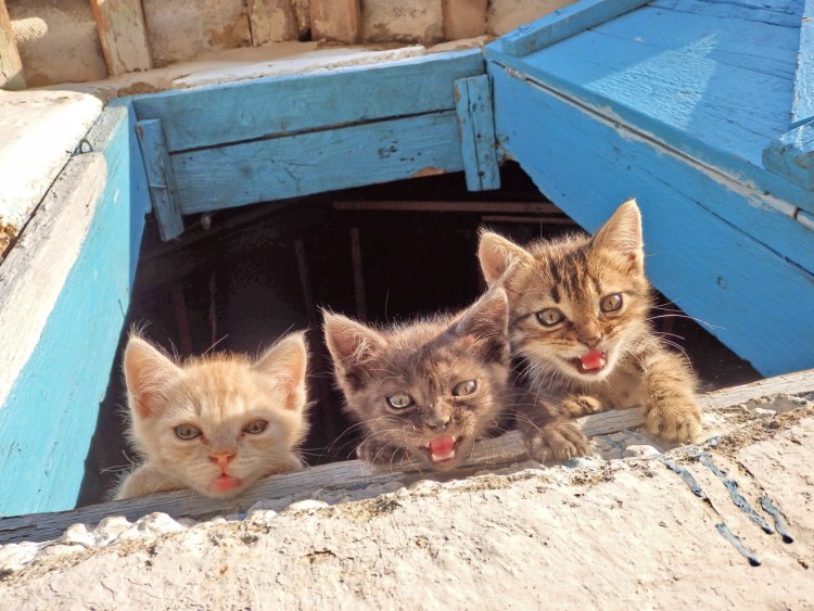 Бездомные кошки