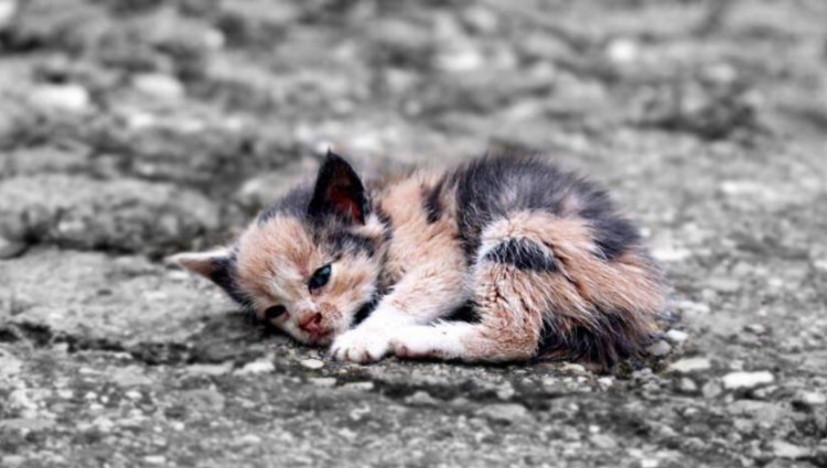 Брошенные котята на улице