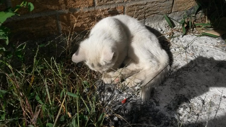 Больные бездомные котята