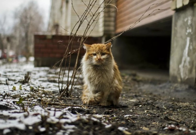 Рыжий котенок на улице