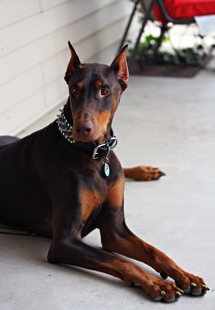 Цвергпинчер и Доберман