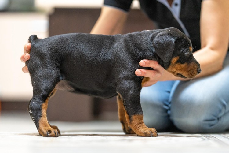 Ротвейлер и Доберман