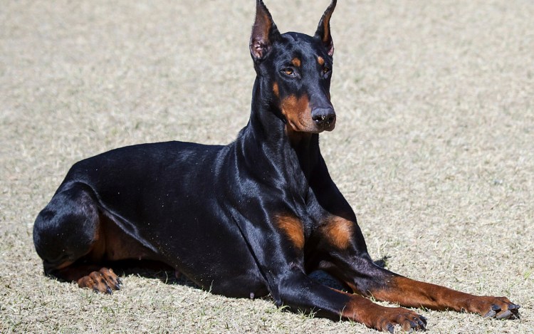 Цвергпинчер и Доберман