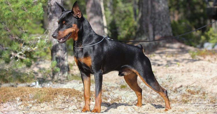 Карликовый пинчер Цвергпинчер