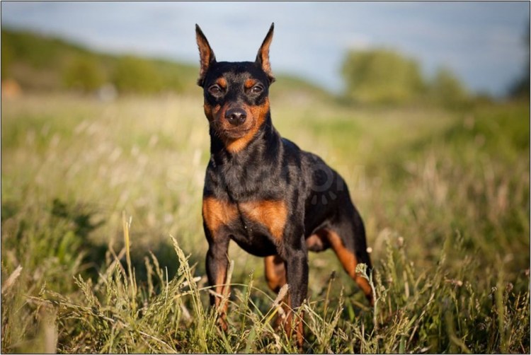Мини Доберман Цвергпинчер