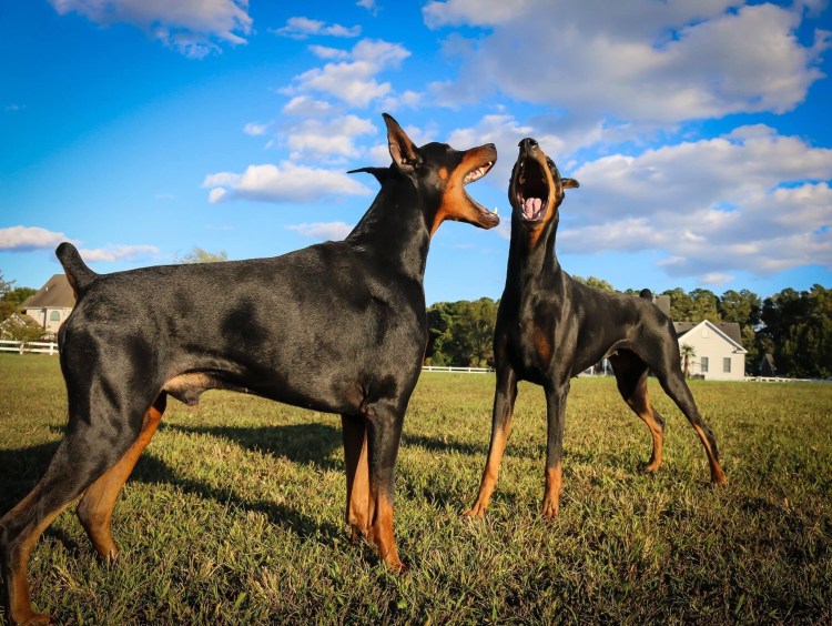 Доберман-пинчер карликовый