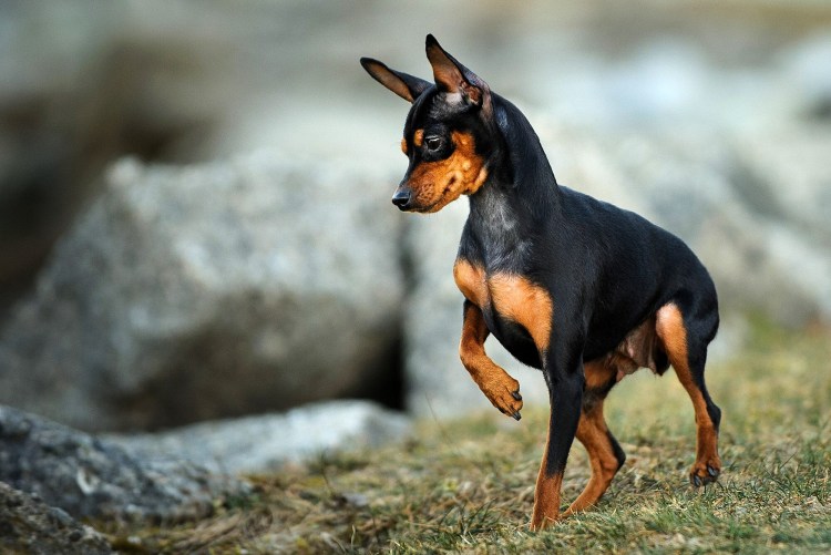 Доберман белый