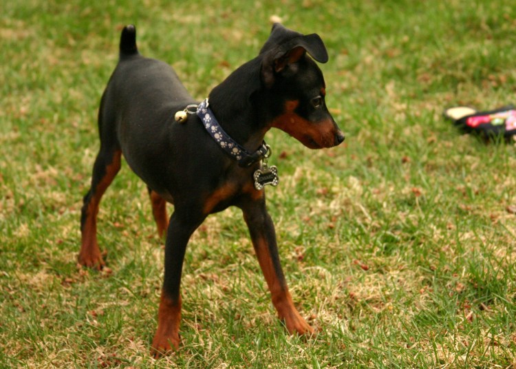 Карликовый пинчер