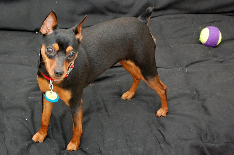 Порода собак Доберман