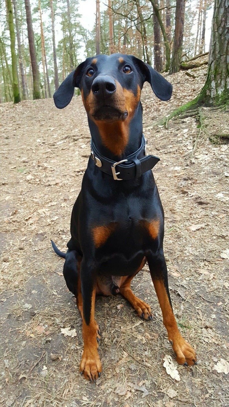 Доберман пикчер