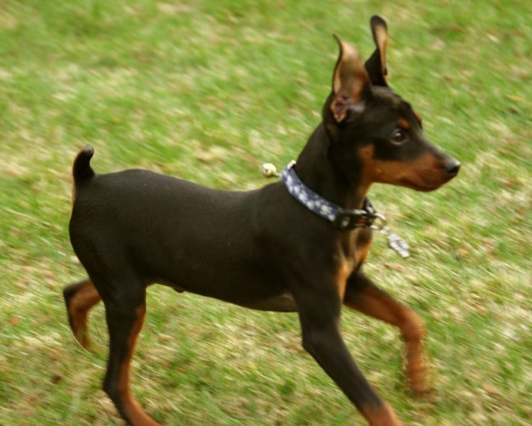 Мини Доберман-пинчер
