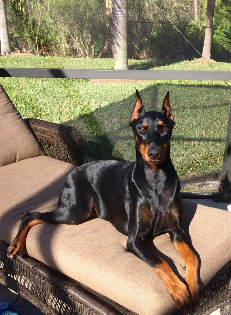 Доберман альбинос