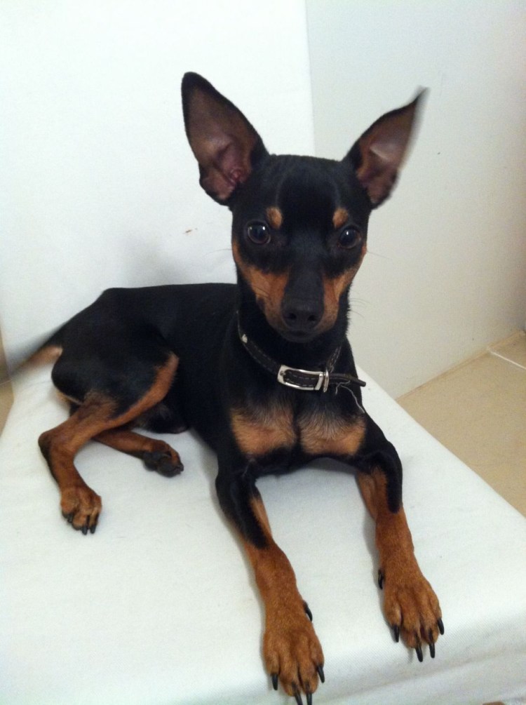 Цвергпинчер и Доберман