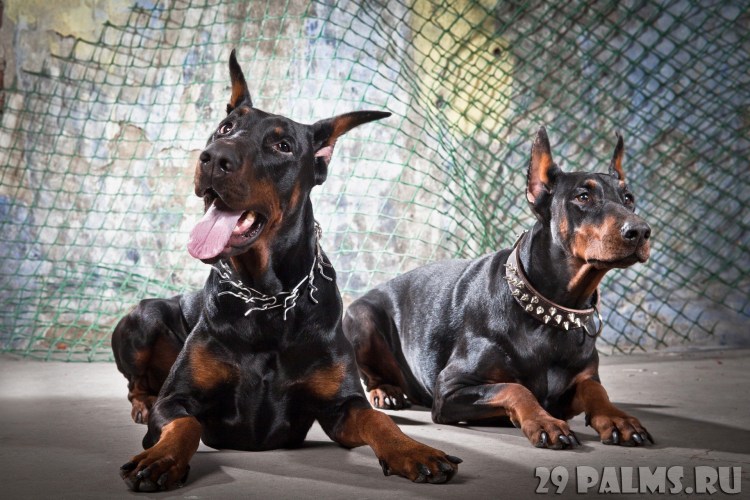 Босерон порода