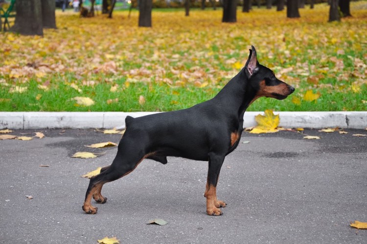 Порода собак Доберман
