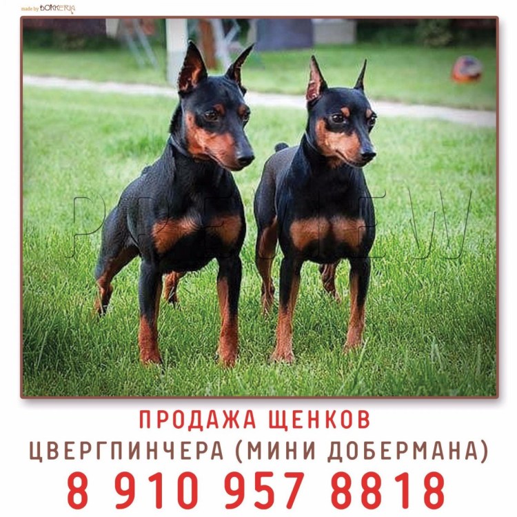 Мини Доберман-пинчер
