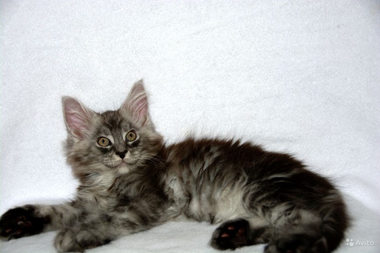 Няшные тигрята и котята со словом Подпишись